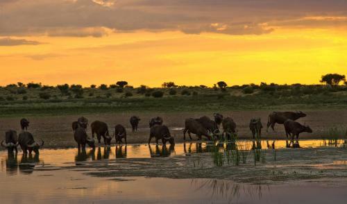 Lodge Tswalu Kalahari Reserve