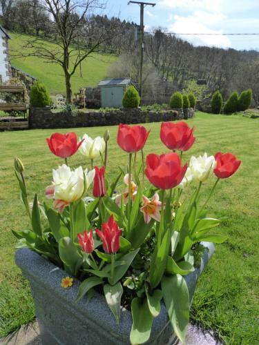 Hostal Neuadd Wen Guest House