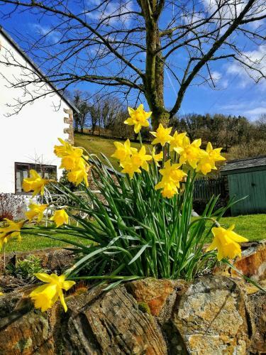 Hostal Neuadd Wen Guest House