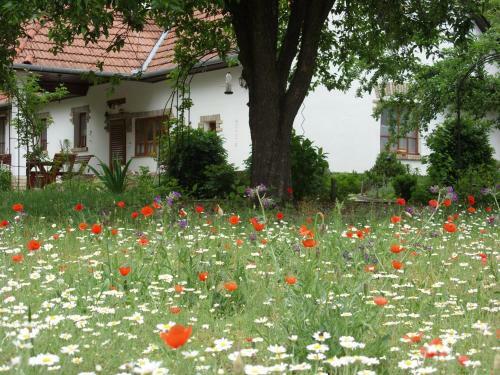 Apartamento Cinege Vend�gh�z