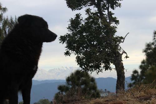Hotel Kaafal Cottage Ranikhet