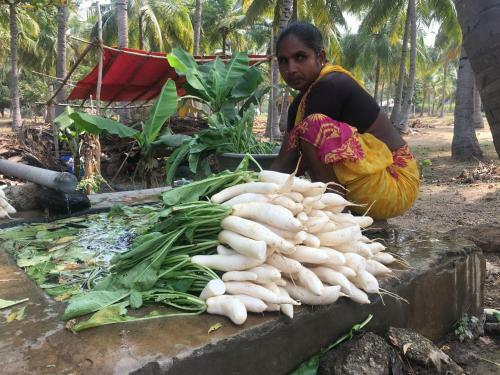 Agroturismo Nannilam Organic Farm Stay