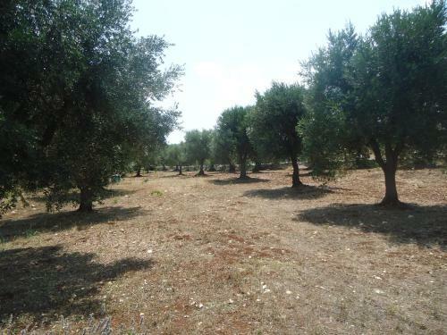 Trull Of Paradise With Pool-white Ostuni-puglia