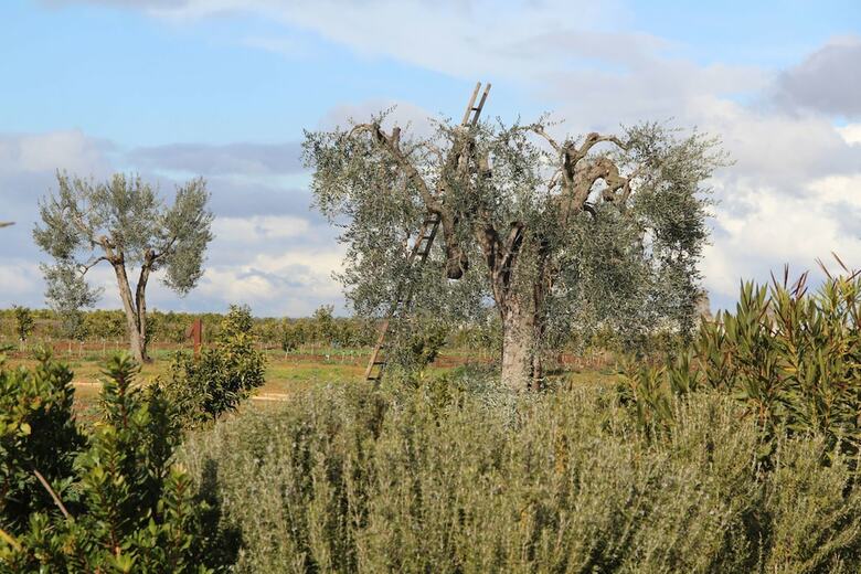 Agroturismo Agrumare Farm Holiday