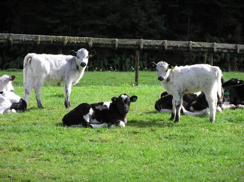 Ahaura Lodge & Waterwheel Farm
