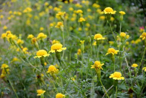 Ban Hieu Garden Lodge