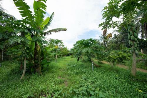 Bed & Breakfast Coco Land Homestay