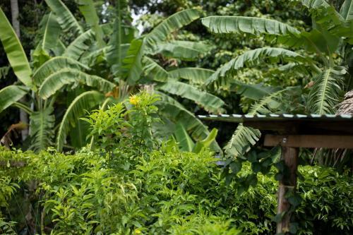 Bed & Breakfast Coco Land Homestay