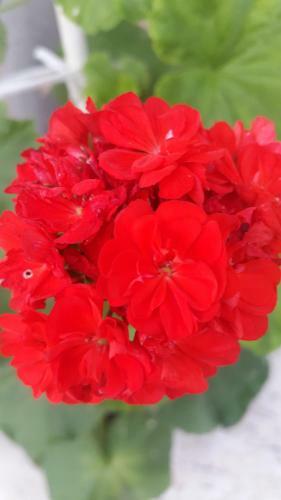 Hostal Guesthouse Bougainvillea