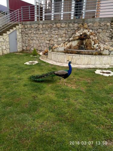 Hostal Guest House On Sokhumi Highway 133