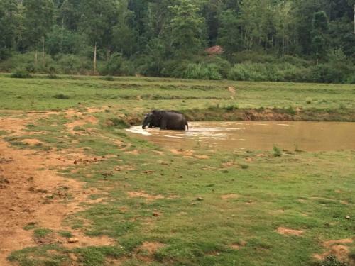 Hotel Jungle Retreat Wayanad