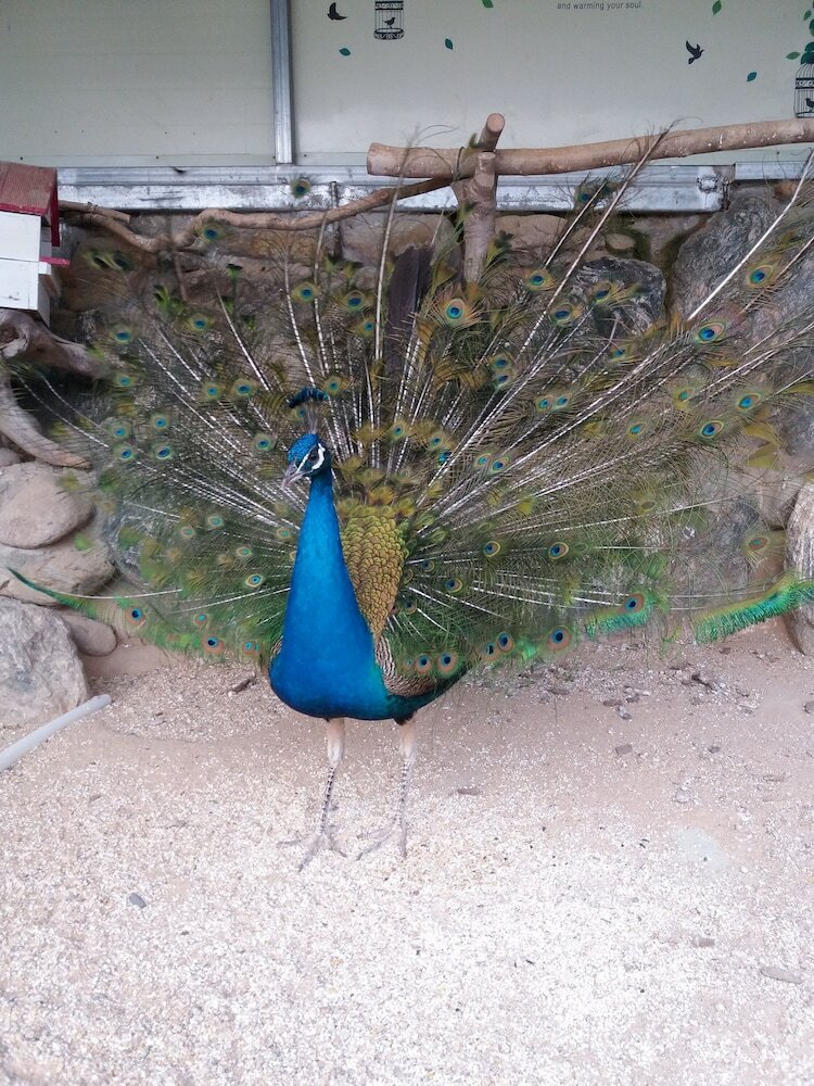 Forest Of Color Pension