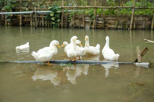 Mai Chau Family Homestay