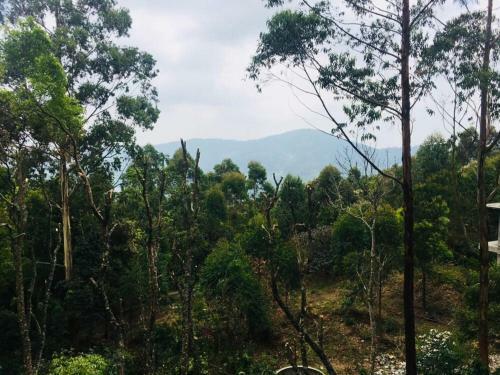Wild Trees Munnar