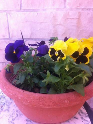 Apartamentos Studio Old Town
