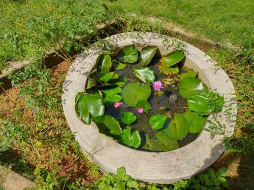 Comfy Homestay, Coorg, Kodagu