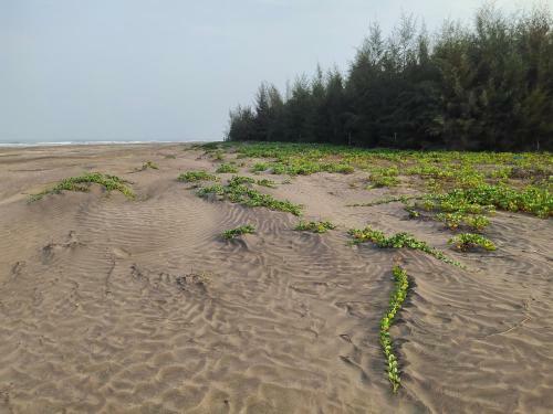 Hotel Whistling Waves Beach Resort