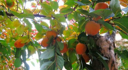 Bed & Breakfast Orti Di Cimabue