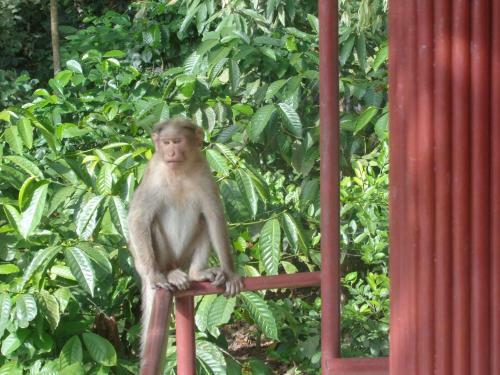 Jungleparadiso Homestay