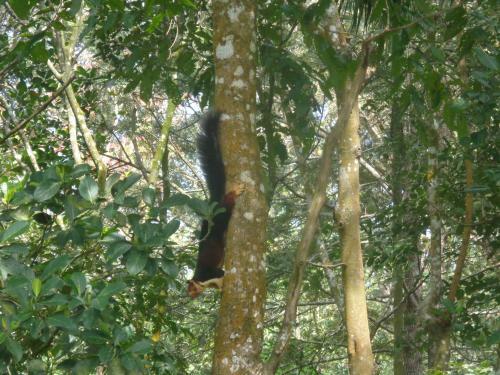 Jungleparadiso Homestay