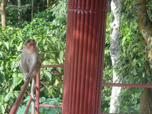 Jungleparadiso Homestay