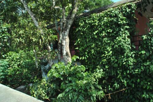 Jungleparadiso Homestay