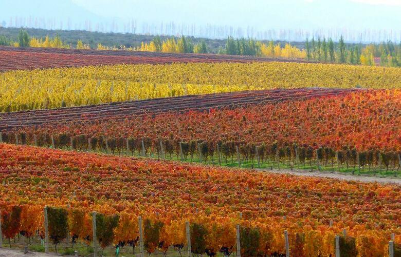 Hotel Casa De Uco Vineyards And Wine Resort