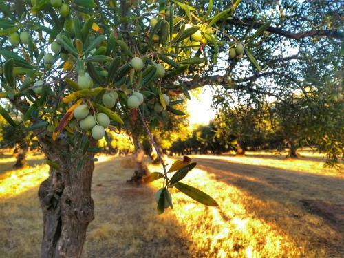 Agroturismo Finca La Ramallosa