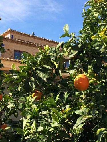 Bed & Breakfast Valencia Country House