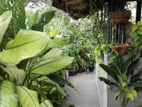 Bed & Breakfast Sacred City Tourist Resort