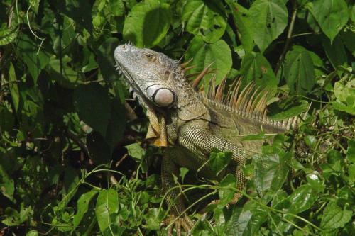 Lodge Anaconda Amazon Island