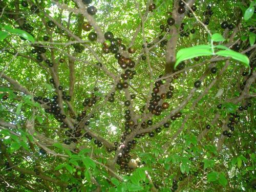 Agroturismo Pousada Do S�tio Preserva