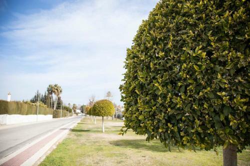 Escapada de Ensue�ovilla 5ha Cerca Sevilla-piscina