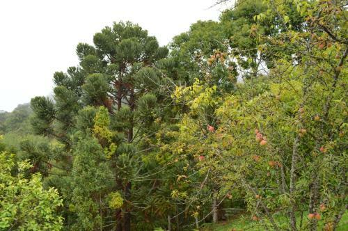 Lodge Chal�s Serrinha Do Papagaio