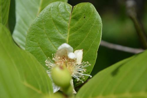 Lodge Chal�s Serrinha Do Papagaio