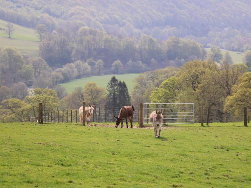 The Stables, Llandysul