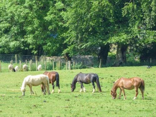 The Stable, Llandysul