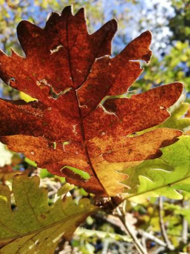 Hostal Valentini Guesthouse