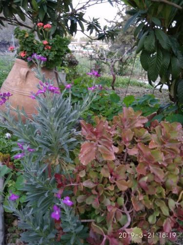 Hostal Jodi's Pension