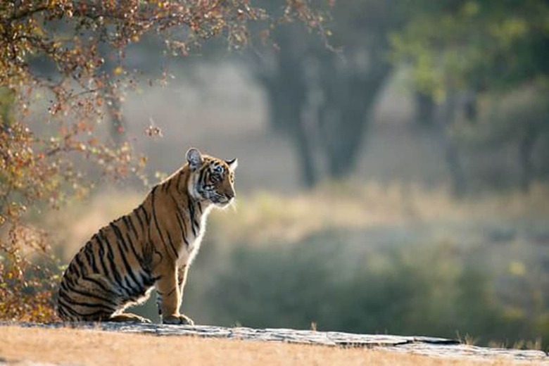Hotel Chitwan Safari Camp & Lodge