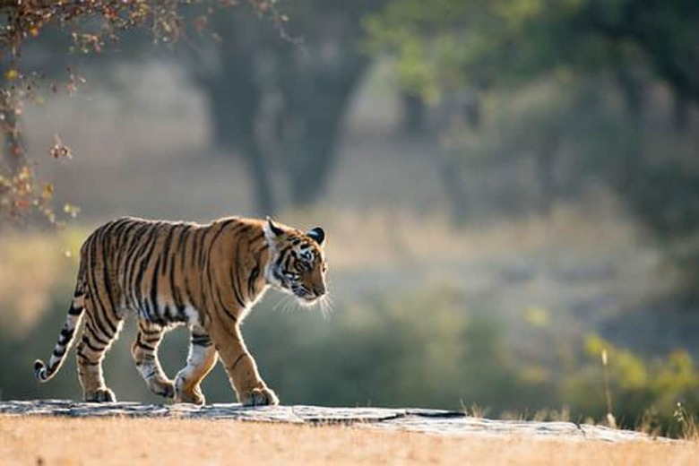 Hotel Chitwan Safari Camp & Lodge