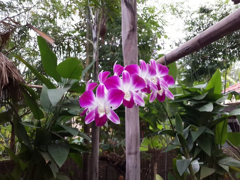 Hotel Malita Angkor Villa