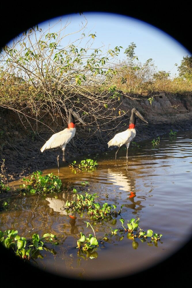 Pantanal Mato Grosso Hotel