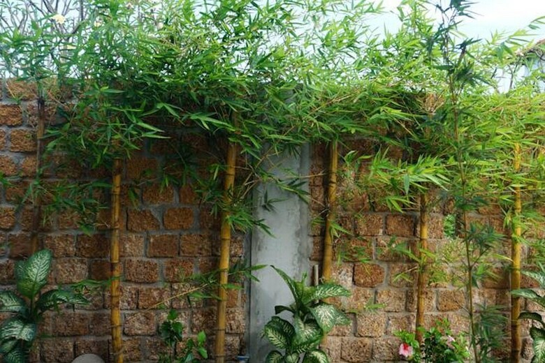 Hotel Red House Homestay