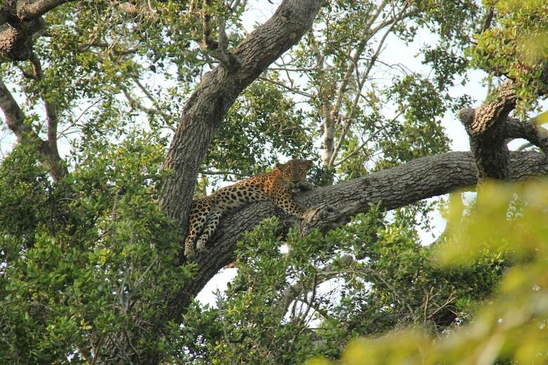 Yala Safari Camping