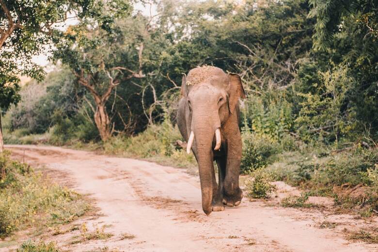 Yala Safari Camping