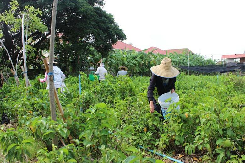 Hotel Racha Herb Gardens