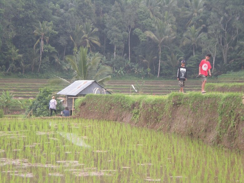Hotel Tepi Sawah Lodge
