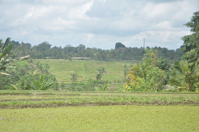 Hotel Tepi Sawah Lodge