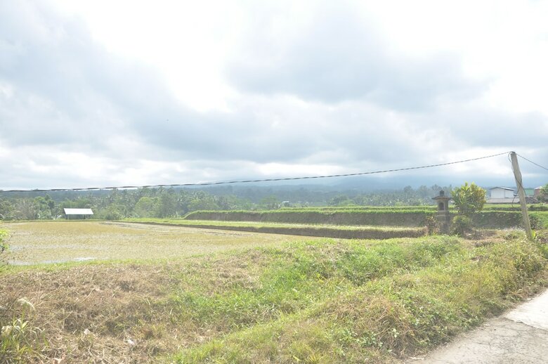 Hotel Tepi Sawah Lodge